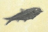 Multiple Fossil Fish (Knightia) Plate - Wyoming #292401-1